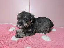 ミニチュア・シュナウザー