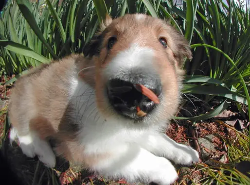 シェットランドシープドッグ
she023-5
Shetland Sheepdog