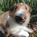 シェットランドシープドッグ
she023-5
Shetland Sheepdog