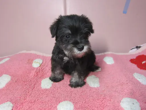ミニチュア・シュナウザーの子犬販売