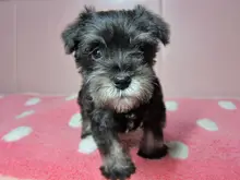 ミニチュア・シュナウザー