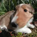 シェットランドシープドッグ
she023-4
Shetland Sheepdog