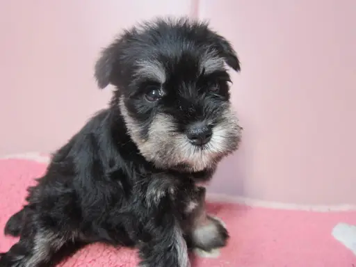 ミニチュア・シュナウザーの子犬販売