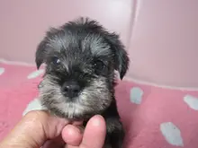 ミニチュア・シュナウザー