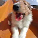 シェットランドシープドッグ
she023-3
Shetland Sheepdog