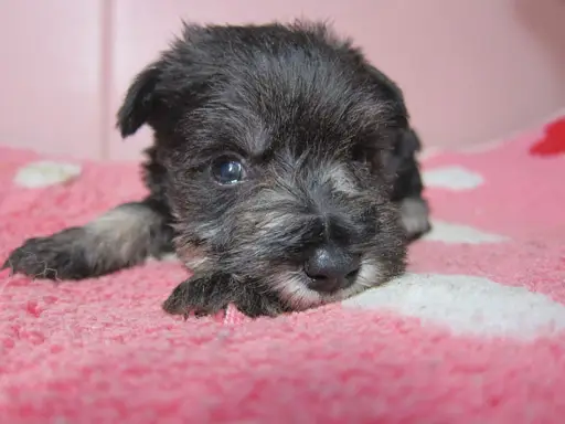 ミニチュア・シュナウザーの子犬販売