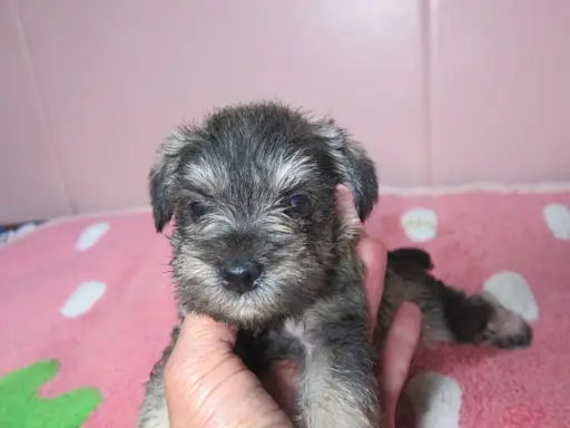 ミニチュア・シュナウザーの子犬販売