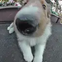 シェットランドシープドッグ
she023-2
Shetland Sheepdog