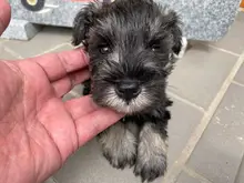 ミニチュア・シュナウザー