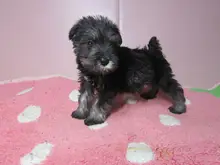 ミニチュア・シュナウザー