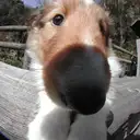 シェットランドシープドッグ
she023-1
Shetland Sheepdog