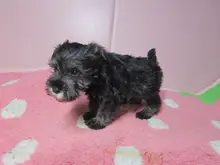 ミニチュア・シュナウザー