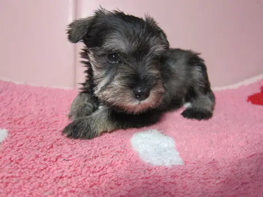 ミニチュア・シュナウザーの子犬販売