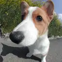 ウェルシュコーギー
wel180-5
Welsh Corgi