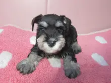 ミニチュア・シュナウザー