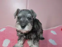 ミニチュア・シュナウザー