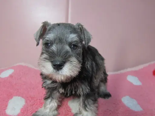 ミニチュア・シュナウザーの子犬販売