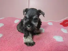 ミニチュア・シュナウザー