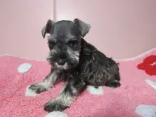 ミニチュア・シュナウザー