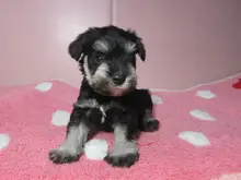 ミニチュア・シュナウザー