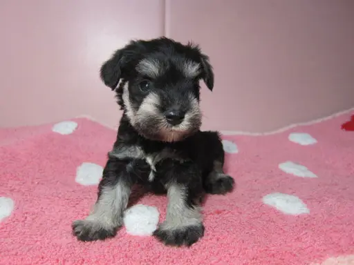 ミニチュア・シュナウザーの子犬販売