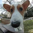 ウェルシュコーギー
wel180-2
Welsh Corgi