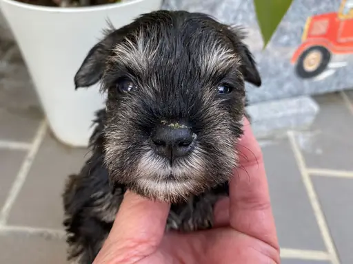ミニチュア・シュナウザーの子犬販売