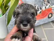 ミニチュア・シュナウザー