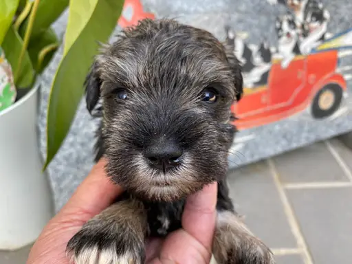ミニチュア・シュナウザーの子犬販売