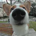 ウェルシュコーギー
wel180-1
Welsh Corgi