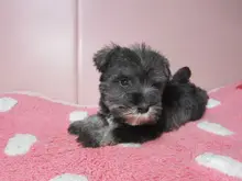 ミニチュア・シュナウザー