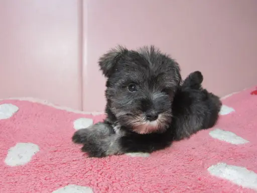 ミニチュア・シュナウザーの子犬販売