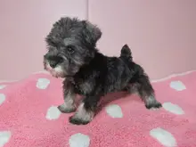 ミニチュア・シュナウザー