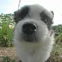 パピヨン
papillon124-5
Papillon