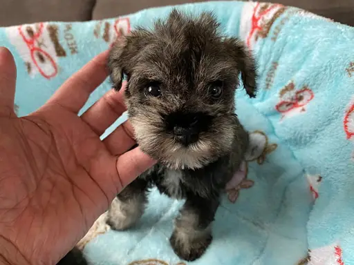 ミニチュア・シュナウザーの子犬販売