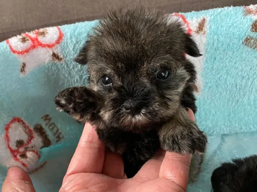 ミニチュア・シュナウザーのサムネイル画像1