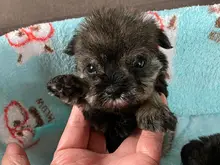 ミニチュア・シュナウザー