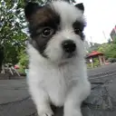 パピヨン
papillon124-4
Papillon