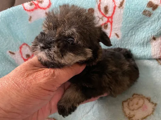 ミニチュア・シュナウザーのサムネイル画像4