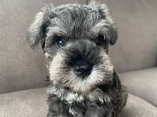 ミニチュア・シュナウザー