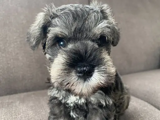 ミニチュア・シュナウザーの子犬販売