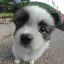 パピヨン
papillon124-3
Papillon