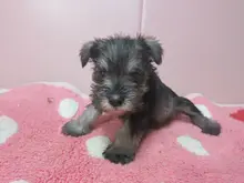 ミニチュア・シュナウザー