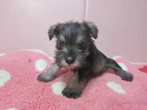 ミニチュア・シュナウザーの子犬販売
