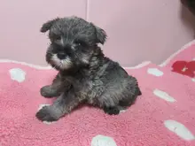 ミニチュア・シュナウザー