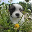 パピヨン
papillon124-2
 Papillon