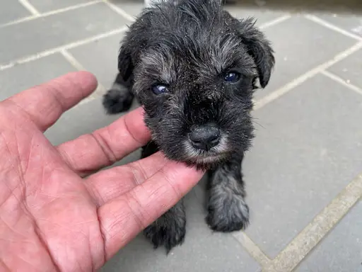 ミニチュア・シュナウザーの子犬販売
