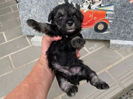 ミニチュア・シュナウザーの子犬販売ページ | 子犬販売のマイケル
