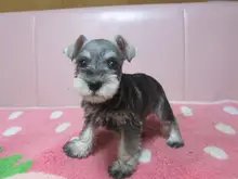 ミニチュア・シュナウザー