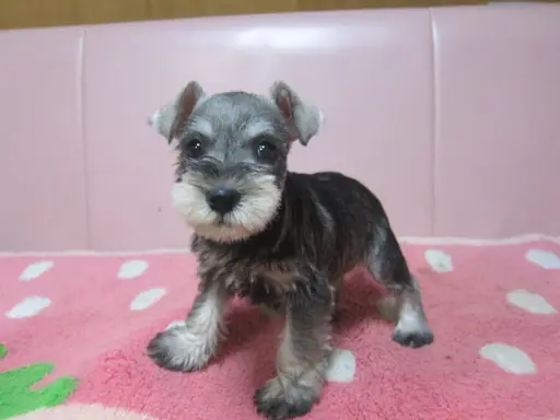 ミニチュア・シュナウザーの子犬販売